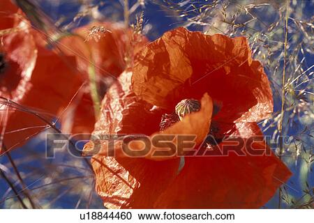 Stock Image - blue, Bernhard, blossom, blooms, bloom, abloom. Fotosearch
