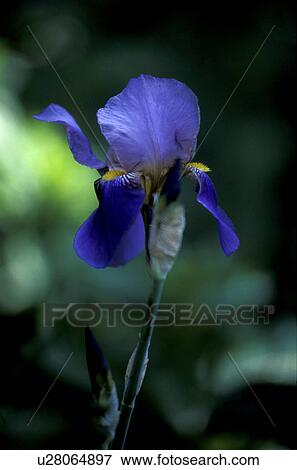 blue, Bernhard, blossom, blooms, bloom, abloom View Large Photo Image Stock Photo - blue, Bernhard, blossom, blooms, bloom, abloom. Fotosearch