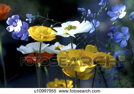Stock Photography - blue, Bernhard, blossom, blooms, bloom, abloom. Fotosearch