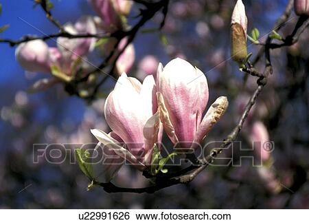 bough, Bernhard, blossom, blooms, bloom, abloom View Large Photo Image Stock Photograph - bough, Bernhard, blossom, blooms, bloom, abloom. Fotosearch