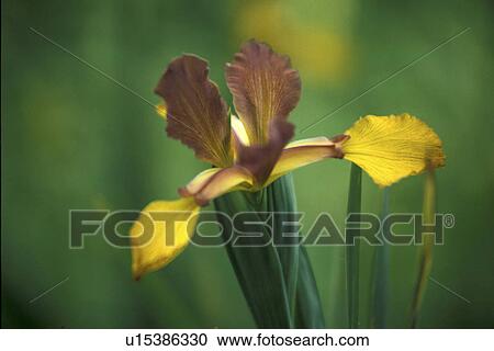 brown, Bernhard, blossom, blooms, bloom, abloom View Large Photo Image Stock Image - brown, Bernhard, blossom, blooms, bloom, abloom. Fotosearch