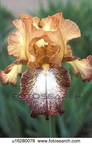 brown, Bernhard, blossom, blooms, bloom, abloom View Large Photo Image Stock Photo - brown, Bernhard, blossom, blooms, bloom, abloom. Fotosearch