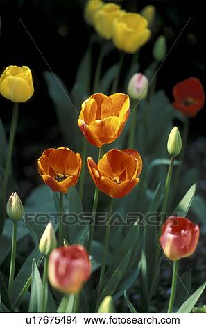 bud, Bernhard, blossom, blooms, bloom, abloom View Large Photo Image Picture - bud, Bernhard, blossom, blooms, bloom, abloom. Fotosearch