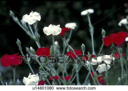 carnation, Bernhard, blossom, blooms, bloom, abloom View Large Photo Image Stock Image - carnation, Bernhard, blossom, blooms, bloom, abloom. Fotosearch