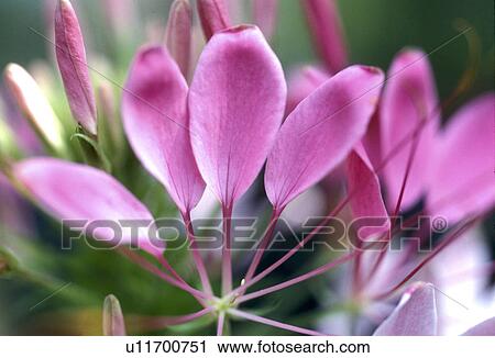 cleome, Bernhard, blossom, blooms, bloom, abloom View Large Photo Image Stock Image - cleome, Bernhard, blossom, blooms, bloom, abloom. Fotosearch