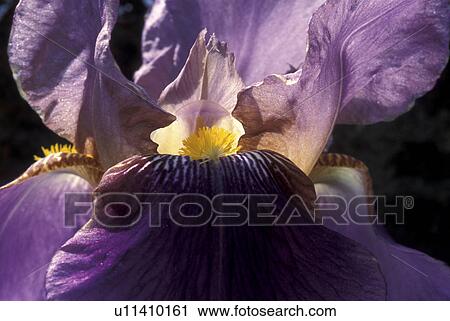CLOSE, Bernhard, blossom, blooms, bloom, abloom View Large Photo Image Stock Image - CLOSE, Bernhard, blossom, blooms, bloom, abloom. Fotosearch