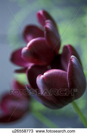 CLOSE, Bernhard, blossom, blooms, bloom, abloom View Large Photo Image Stock Image - CLOSE, Bernhard, blossom, blooms, bloom, abloom. Fotosearch