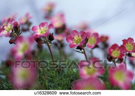 CLOSE, Bernhard, blossom, blooms, bloom, abloom View Large Photo Image Stock Photo - CLOSE, Bernhard, blossom, blooms, bloom, abloom. Fotosearch
