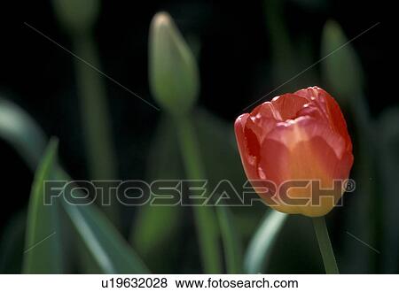 Stock Photo - CLOSE, Bernhard, blossom, blooms, bloom, abloom. Fotosearch