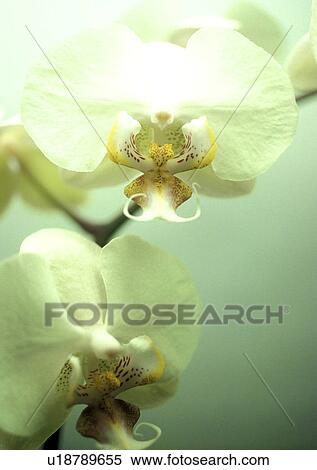 CLOSE, Bernhard, blossom, blooms, bloom, abloom View Large Photo Image Stock Photography - CLOSE, Bernhard, blossom, blooms, bloom, abloom. Fotosearch
