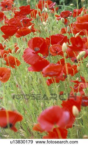 Stock Photo - corn, Bernhard, blossom, blooms, bloom, abloom. Fotosearch