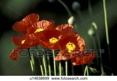 Stock Photo - corn, Bernhard, blossom, blooms, bloom, abloom. Fotosearch
