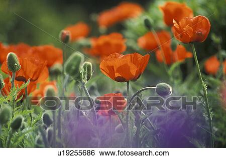 Stock Photograph - corn, Bernhard, blossom, blooms, bloom, abloom. Fotosearch
