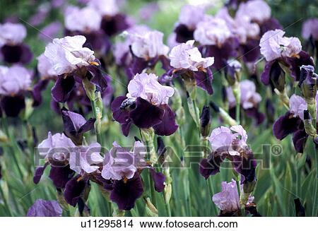 cow, Bernhard, blossom, blooms, bloom, abloom View Large Photo Image Picture - cow, Bernhard, blossom, blooms, bloom, abloom. Fotosearch