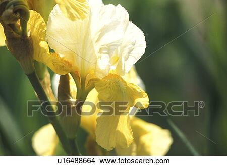 cow, Bernhard, blossom, blooms, bloom, abloom View Large Photo Image Picture - cow, Bernhard, blossom, blooms, bloom, abloom. Fotosearch
