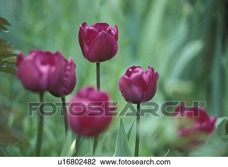 Stock Image - cow, Bernhard, blossom, blooms, bloom, abloom. Fotosearch