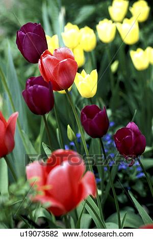 Stock Image - cow, Bernhard, blossom, blooms, bloom, abloom. Fotosearch