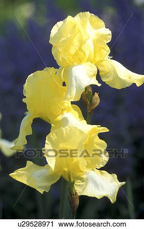 Stock Image - cow, Bernhard, blossom, blooms, bloom, abloom. Fotosearch