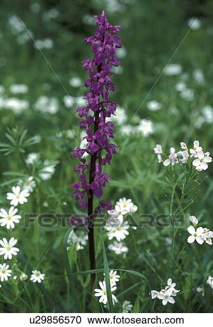 cow, Bernhard, blossom, blooms, bloom, abloom View Large Photo Image Stock Image - cow, Bernhard, blossom, blooms, bloom, abloom. Fotosearch