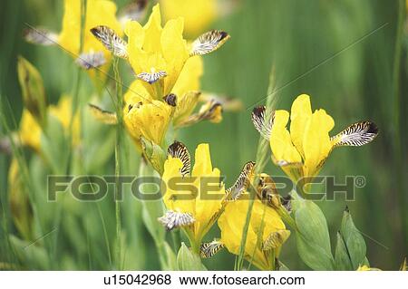 Stock Photo - cow, Bernhard, blossom, blooms, bloom, abloom. Fotosearch