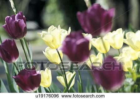 Stock Photograph - cow, Bernhard, blossom, blooms, bloom, abloom. Fotosearch