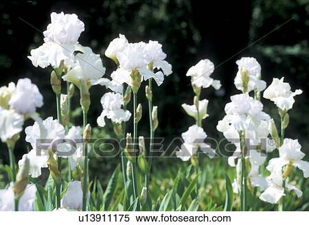 Stock Photography - cow, Bernhard, blossom, blooms, bloom, abloom. Fotosearch