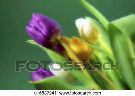 Stock Image - czech, delicate, flou, flower, green, nature. Fotosearch