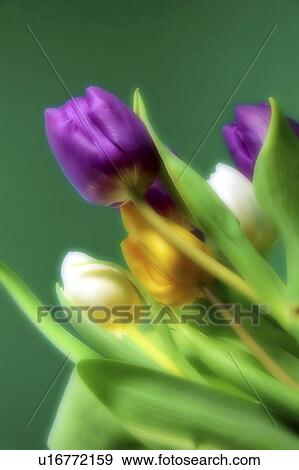 czech, delicate, flou, flower, green, nature, pardubice View Large Photo Image Stock Photo - czech, delicate, flou, flower, green, nature, pardubice. Fotosearch
