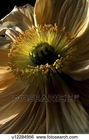 falten, stempel, abloom, Bernhard, bloom View Large Photo Image Stock Photograph - falten, stempel, abloom, Bernhard, bloom. Fotosearch
