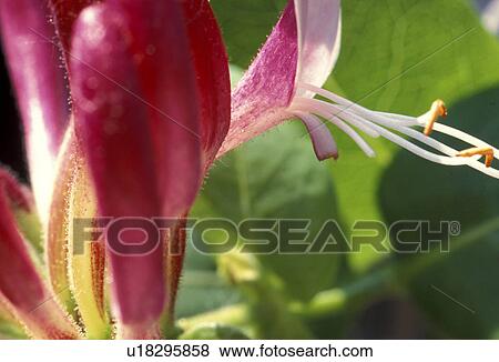 Stock Photo - heckenkirsche, stempel, abloom, Bernhard, bloom, blooms. Fotosearch