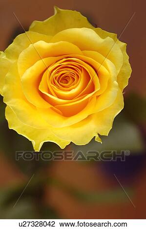 nature, botanical, flower, czech, botany, pardubice, above View Large Photo Image Stock Image - nature, botanical, flower, czech, botany, pardubice, above. Fotosearch