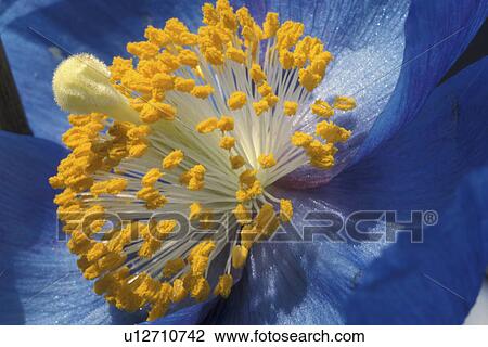 Stock Image - stempel, abloom, Bernhard, black, bloom, blooms. Fotosearch