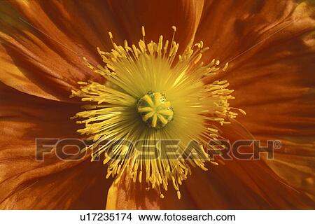 stempel, abloom, Bernhard, bloom, blooms, blossom View Large Photo Image Picture - stempel, abloom, Bernhard, bloom, blooms, blossom. Fotosearch