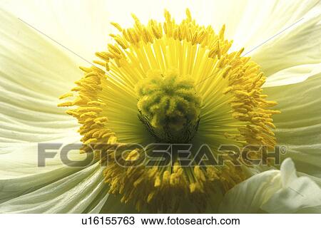 stempel, abloom, Bernhard, bloom, blooms, blossom View Large Photo Image Stock Image - stempel, abloom, Bernhard, bloom, blooms, blossom. Fotosearch