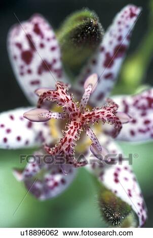 stempel, abloom, Bernhard, bloom, blooms, blossom View Large Photo Image Stock Image - stempel, abloom, Bernhard, bloom, blooms, blossom. Fotosearch