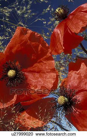 stempel, abloom, Bernhard, bloom, blooms, blossom View Large Photo Image Stock Image - stempel, abloom, Bernhard, bloom, blooms, blossom. Fotosearch