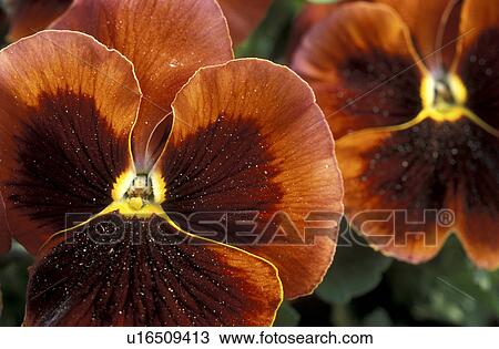 Stock Image - veilchen, abloom, Bernhard, bloom, blooms, blossom. Fotosearch