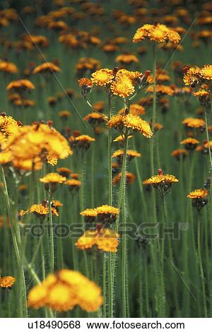 Stock Photo - wiesen, abloom, aurantiacum, Bernhard, bloom, blooms. Fotosearch