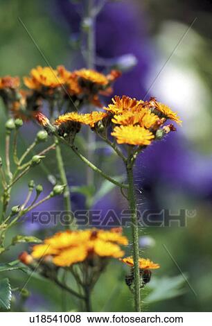 wiesen, abloom, aurantiacum, Bernhard, bloom, blooms View Large Photo Image Stock Photo - wiesen, abloom, aurantiacum, Bernhard, bloom, blooms. Fotosearch