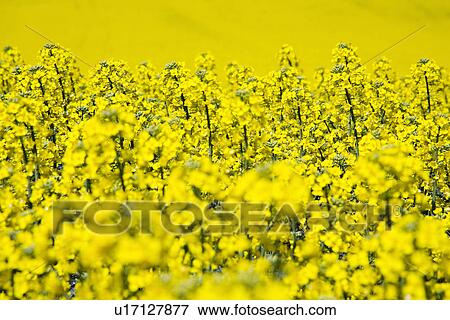 Stock Photo - alfred, felder, agroindustry, agriculture, acre, alternativenergie. Fotosearch