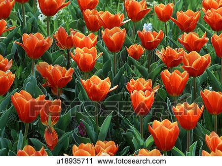 bathe, botany, breed, calf, colour contrast, cut flower, flora View Large Photo Image Stock Image - bathe, botany, breed, calf, colour contrast, cut flower, flora. Fotosearch