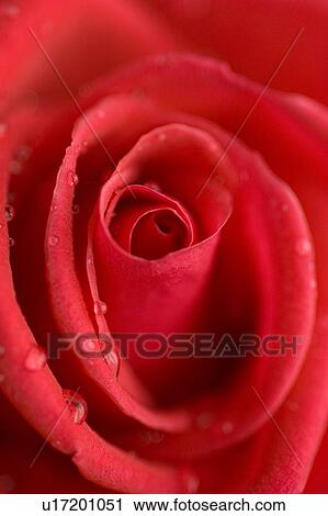 beautiful, beauty, blooming, blooms, blossom, botanical, botany View Large Photo Image Stock Image - beautiful, beauty, blooming, blooms, blossom, botanical, botany. Fotosearch