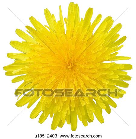 Stock Image - beautiful, beauty, blooming, blooms, blossom, botanical, botany. Fotosearch