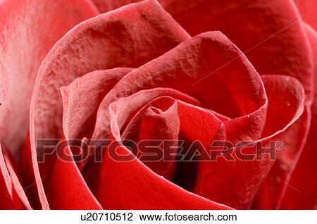 Stock Image - beautiful, beauty, blooming, blooms, blossom, botanical, botany. Fotosearch