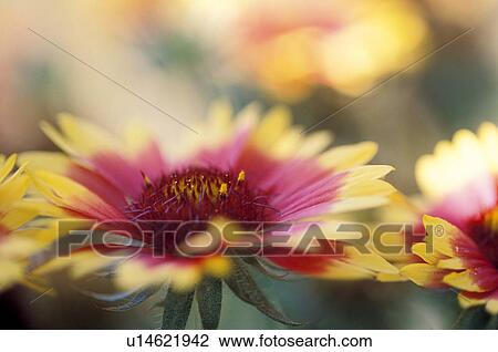 Stock Image - beetpflanze, kokardenblume, aristata, austria, burgenland, calf, colored. Fotosearch