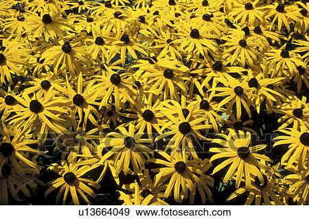 Stock Photo - bloom, background, black-eyed Susan, black, Bernhard, abloom. Fotosearch