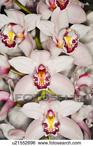 Stock Photograph - blooming, background, bloomer, bloom, backgrounds, alfred. Fotosearch