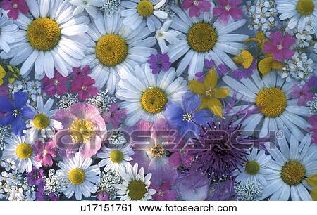 Stock Image - blooms, background, bloom, Bernhard, bellis, abloom. Fotosearch