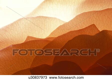 blooms, background, bloom, Bernhard, beauty, abloom View Large Photo Image Stock Image - blooms, background, bloom, Bernhard, beauty, abloom. Fotosearch