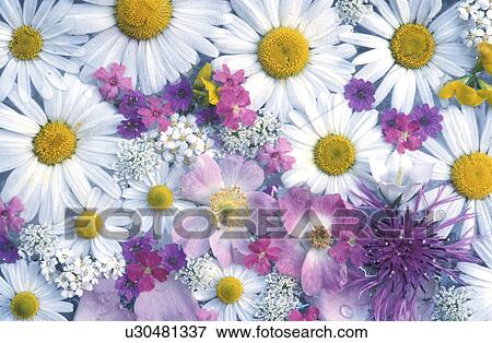 blooms, background, bloom, Bernhard, bellis, abloom View Large Photo Image Stock Photo - blooms, background, bloom, Bernhard, bellis, abloom. Fotosearch